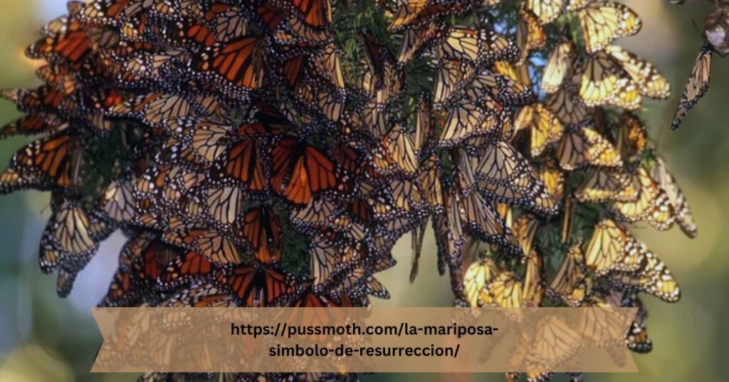 https://pussmoth.com/la-mariposa-simbolo-de-resurreccion/