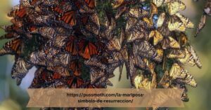 https://pussmoth.com/la-mariposa-simbolo-de-resurreccion/